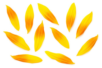 Sunflower Petals Isolated On White Background