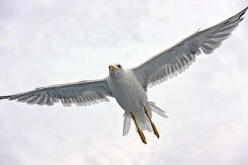 Fototapeta na wymiar Beautiful seagull against the sky