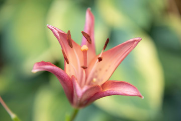 pink lily on green background