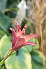 pink lily on green background