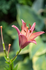 pink lily on green background