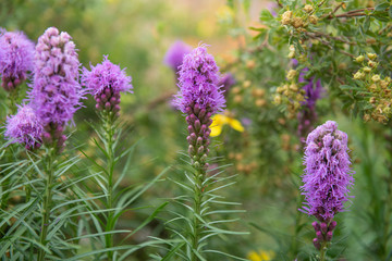 Purple flowers in the garden