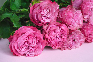 Large beautiful delicate pink homemade roses on a pink background. Declaration of love. A romantic gift for your beloved.