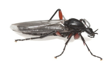Macro photo of a march fly, Bibio isolated on white background