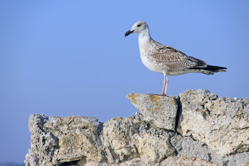 Beautiful seagull against the sky