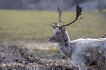 fallow deer stag, Dama dama, side on portrait of stag with antlers during a sunny day.