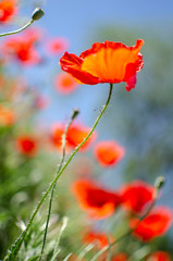 Flores de amapola en la primavera.