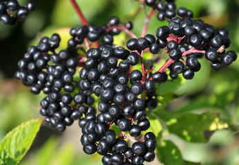 Berries ripe on the black grassy elder (Sambucus ebulus)