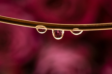 Roses in a drop of water