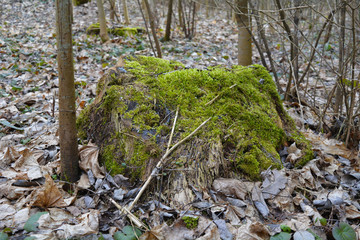 beautiful autumn forest