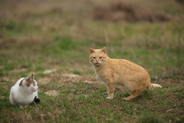 Red cat and white kitty are walking in the spring garden on the green grass. The courtship period. Animal love