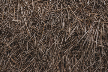 Harvesting straw for the winter. Background of straw. Harvesting straw for the winter. Farm concept.