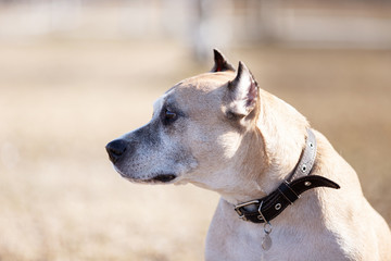 Old red dog walks outdoor at autumn day