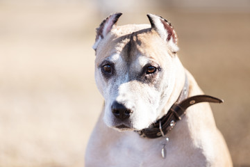 Old red dog walks outdoor at autumn day