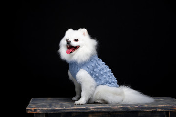 Obraz premium Beautiful dog breed Spitz on the backgrounds 