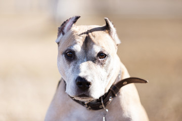 Old red dog walks outdoor at autumn day