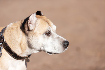 Old red dog walks outdoor at autumn day