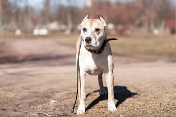 Old red dog walks outdoor at autumn day
