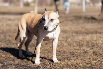 Old red dog walks outdoor at autumn day