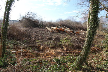 trees cut in forest