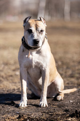 Old red dog walks outdoor at autumn day