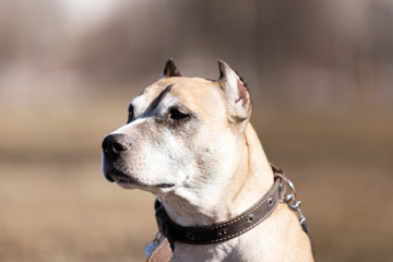 Old red dog walks outdoor at autumn day