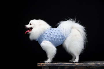 Fototapeta premium Beautiful dog breed Spitz on the backgrounds 