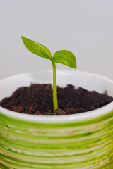 Green sprout in a bright cup, closeup.