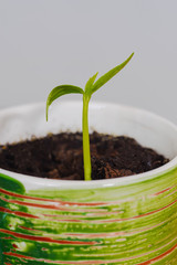 Freshly sprouted plant with two leaves, closeup.