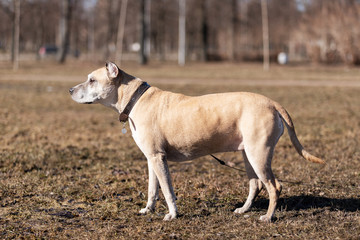 Old red dog walks outdoor at autumn day