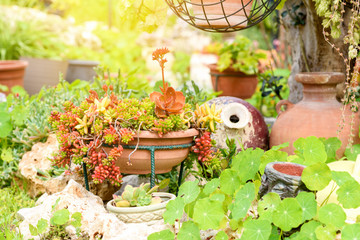 Group of succulent plants in a sunny garden. Springtime in modern garden. Upcycled household item...