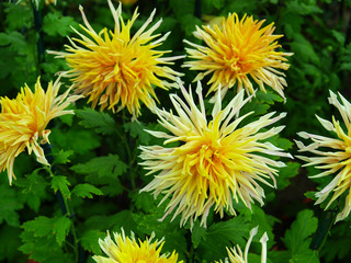 Japanese chrysanthemum of various colors known as quill