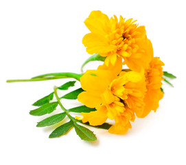 Yellow marigolds isolated on a white background.