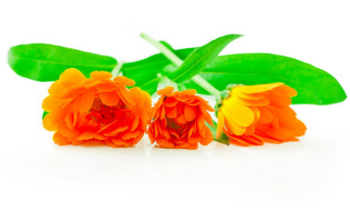 Calendula flowers isolated on a white background.