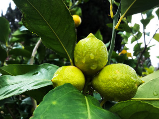 juicy lemon on a tree in the sunlight