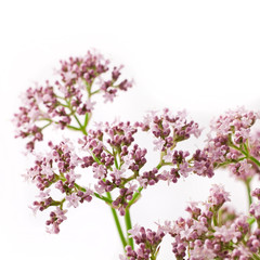 Pink flower of origanum vulgare isolatedon a white background.