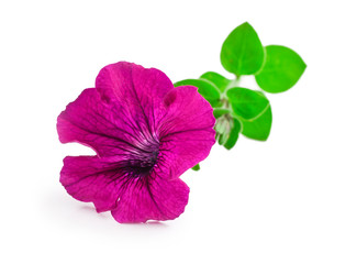 Pink petunia flower isolated on a white background.