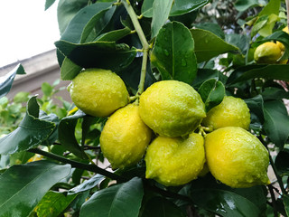 juicy lemon on a tree in the sunlight
