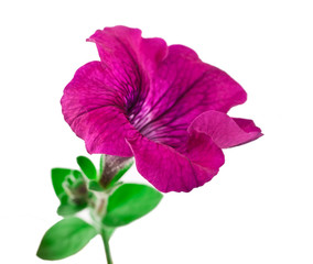 Pink petunia flower isolated on a white background.