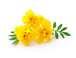 Yellow marigolds isolated on a white background.