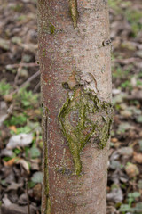 Cracked apple tree bark, the initial stage of the disease black cancer caused by the fungus...