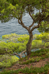 Paisaje de bosque mediterraneo costero de pinos con el mar azul de fondo en la Costa Brava (Cataluña, España).