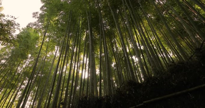 Bamboo forest in Kyoto, Japan, sun flare light filtering through, looking uop