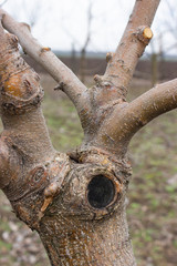 The grafted apple tree, the site of grafting and wound healing on the tree. Spring work on pruning and caring for fruit trees.