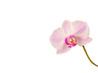 Pink orchid on a white background. Copy space.