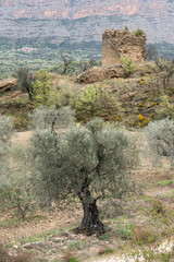 Campo de olivos con torre en ruinas abandonada.