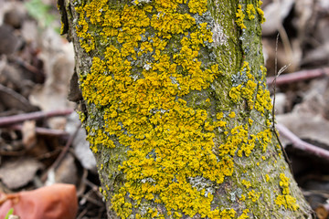 The fruit tree trunk of the apple tree is covered with moss which damages the tree and kills it by...