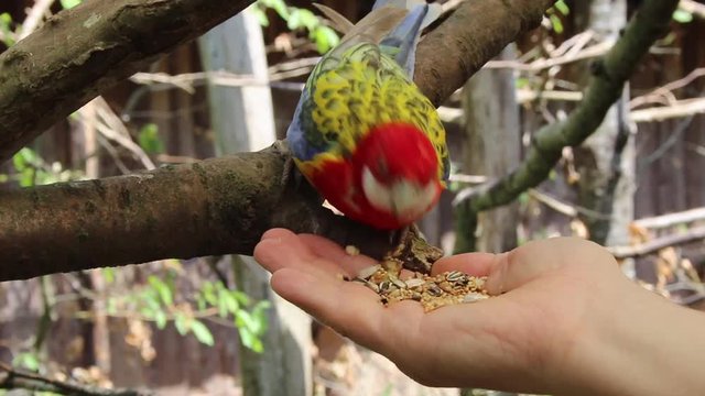 Vogel Rosellasittich Wellensittich frisst aus einer Hand