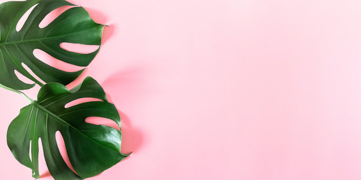 Tropical leaves Monstera on pastel pink background. Summer concept. Flat lay, top view, copy space