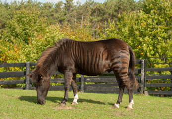 Zorse Equus Zebra x Equue Caballus